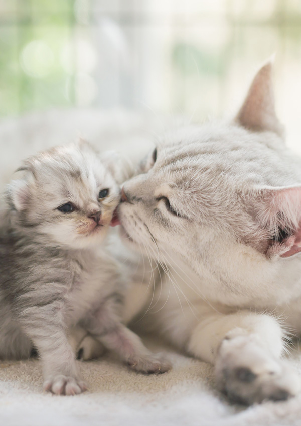 Котката целува котето