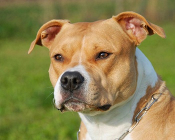 Американски стафордширски териер (Amstaff) Американски стафордширски териер, AmStaff