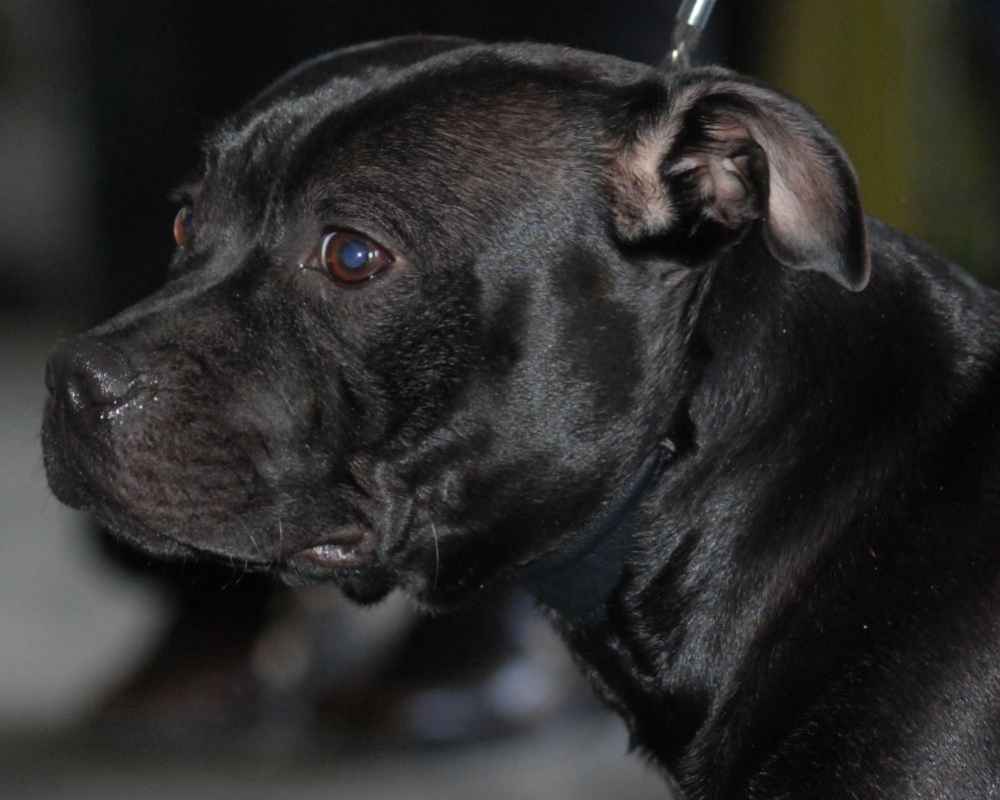Снимка на черно кученце Amstaff