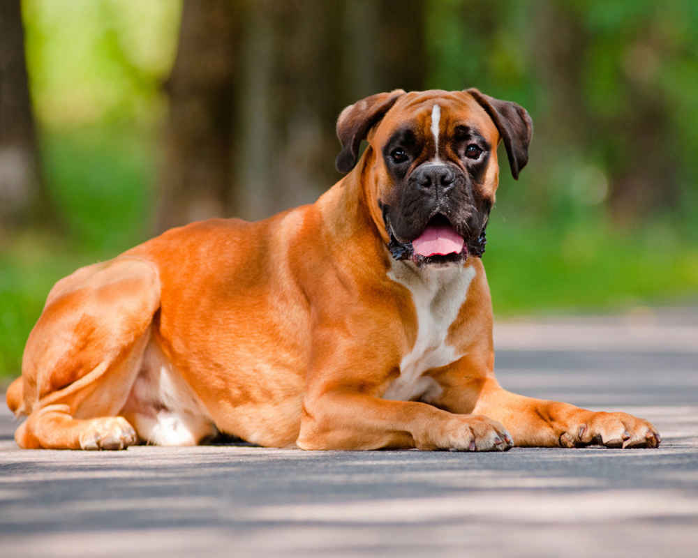 Boxer