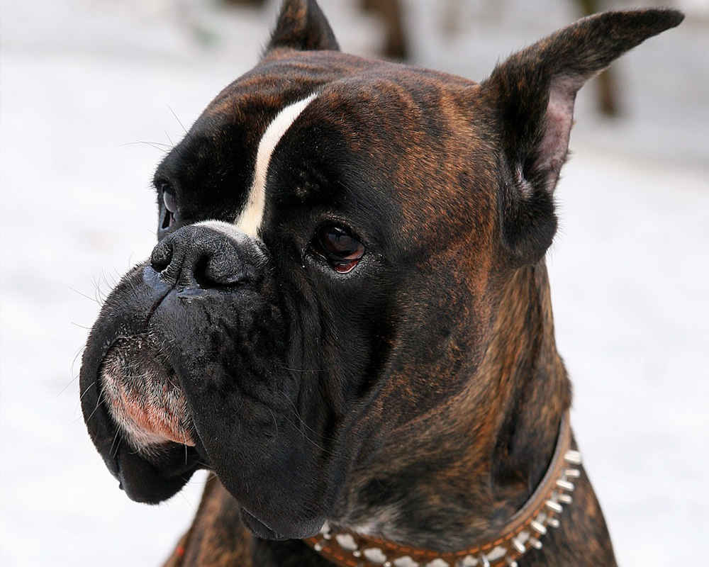 Boxer