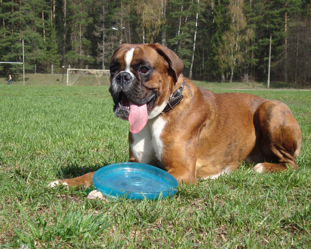 Boxer