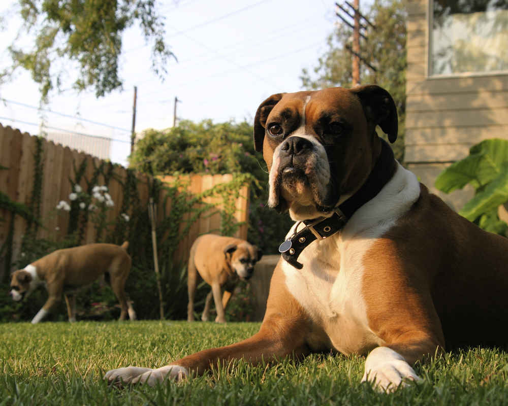 Boxer