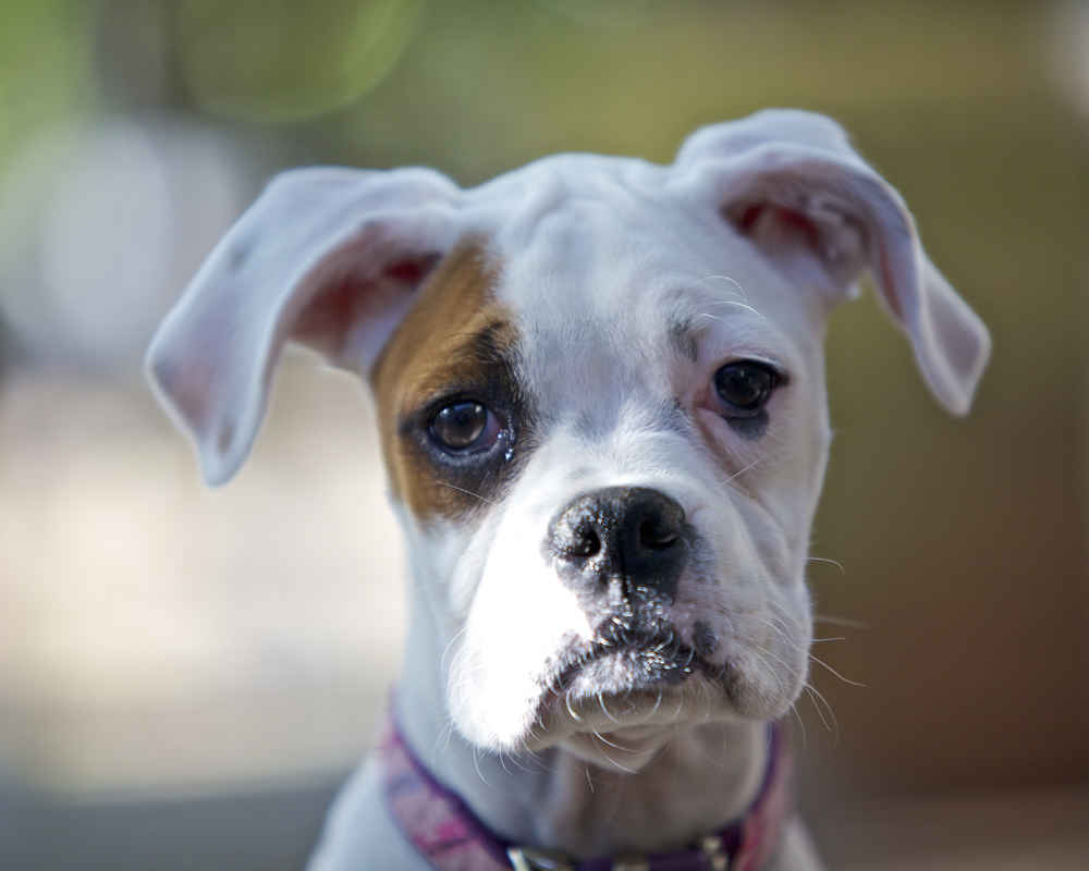 „Куче