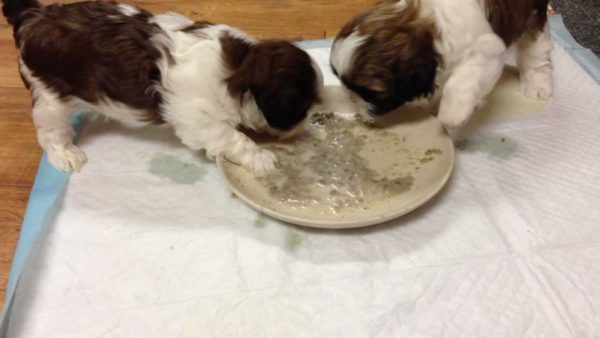 Shih Tzu яде