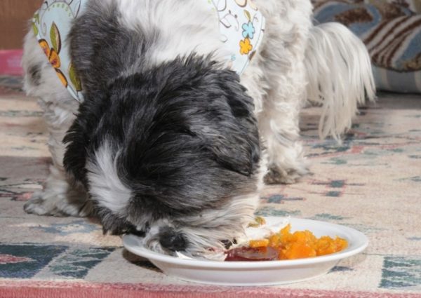 Shih Tzu Natural Diet