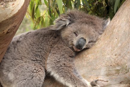Коала