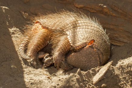 Armadillo спи