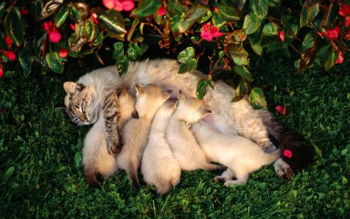 Еклампсия при котки