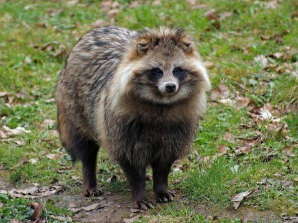 красиво миещо куче