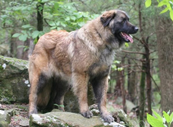 Estrel Shepherd Прочетете статията