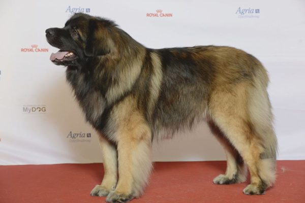 Описание на породата Estrel Shepherd Dog