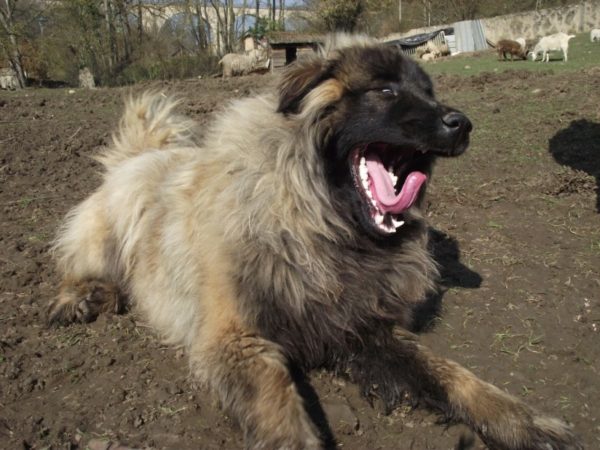 Estrel Shepherd Ywn