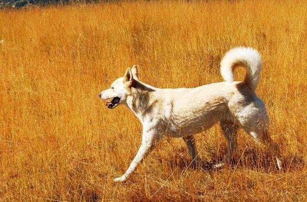 Khaan Doggy