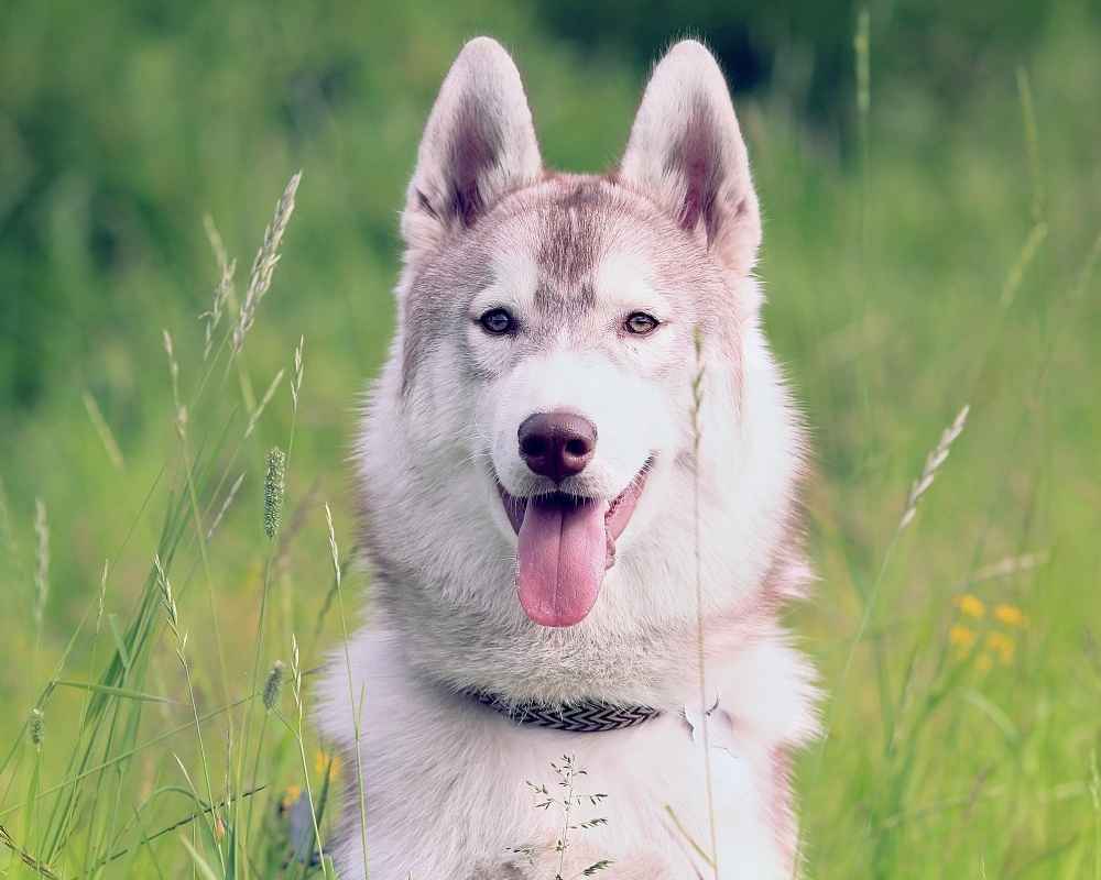 „Хъски