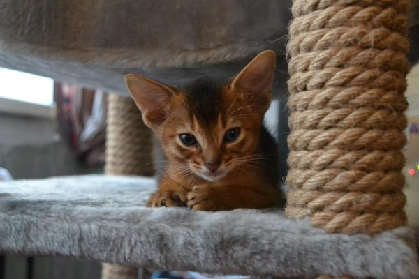 Имена за абисински котки и котки