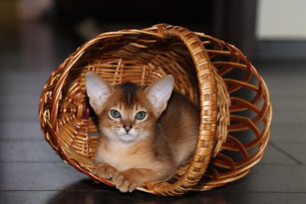Имена за абисински котки и котки