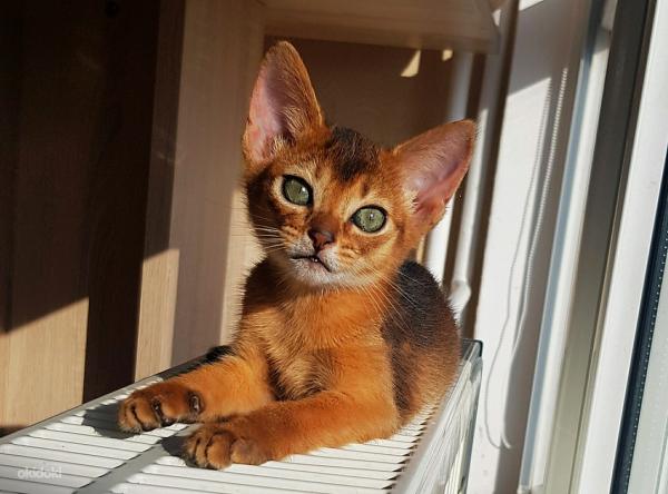 Имена за абисински котки и котки