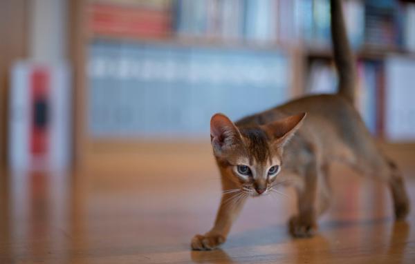 Имена за абисински котки и котки