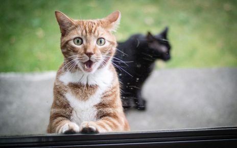 искрена котешка изненада