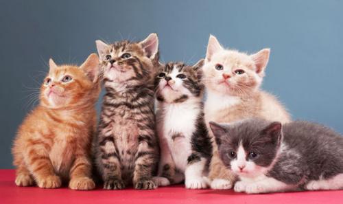 Как растат котенца - колко струва седмично и месечно коте
