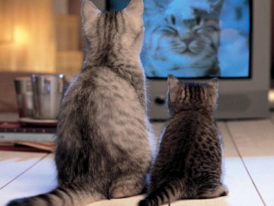 Котките гледат телевизия