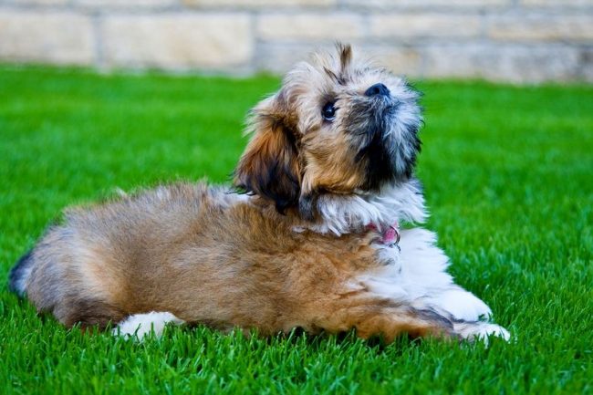 Благодарение на бдителността и предпазливостта, Lhasa apso все още се използват като кучета пазачи в Тибет.