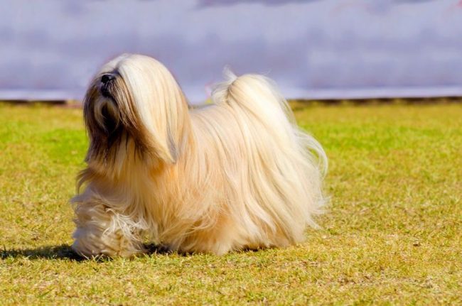 Породата Lhasa Apso е с древен произход. Тибетското благородство и монасите считаха кучето за талисман, който може да предотврати настъпването на нещастието, но го използваха за доста банални цели - като пазител на техните къщи и храмове.