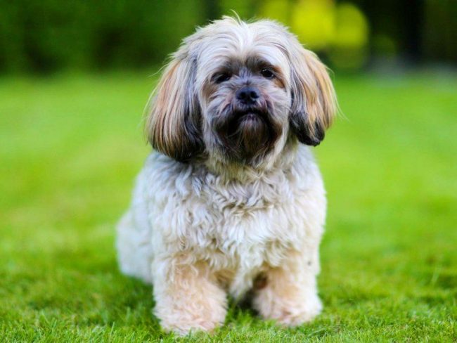 Lhasa apso има желязно търпение. Особено добър е в общуването с деца. Дори ако детето случайно причини болка в апсо, кучето няма да хапе и няма да го уплаши с силен лай.