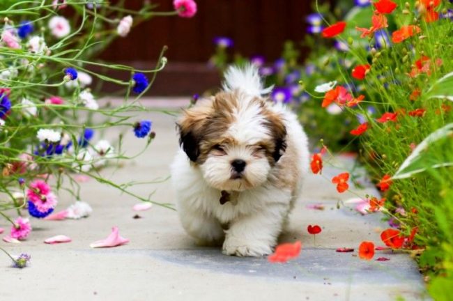 Lhasa apso е непретенциозно куче. Тя не се нуждае от специален температурен режим или особено меко легло. Ще се чувства комфортно в краката ви на килимчето