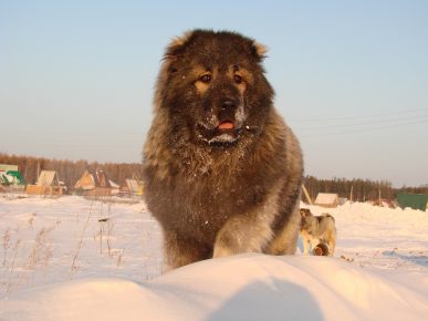 Кавказки овчар