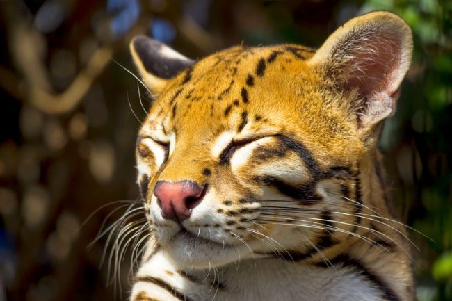 Ocelot. Трябва да решите защо получавате коте. Ако целта не е отглеждане, след това на 3 - 5 месеца бебето трябва да бъде кастрирано, в противен случай то ще започне да маркира територията, освен това, независимо от пола. 