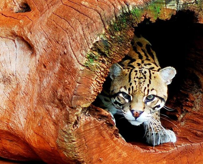 Ocelot се активира 12 часа на ден и може да измине до седем мили. Техните колеги пътуват с мъже.