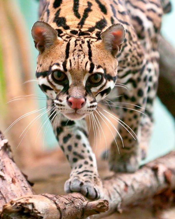 За да може котето на Ocelot да отрасне крото, игриво, да не се ядосва, то трябва да бъде закупено в реномирана домашна детска стая. Трябва да се приема като бебе, преди да отворите окото, да се храни от зърното, постоянно да се грижи, да играе.
