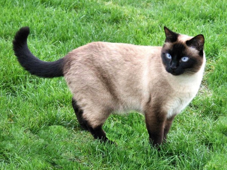 Сиамски котки