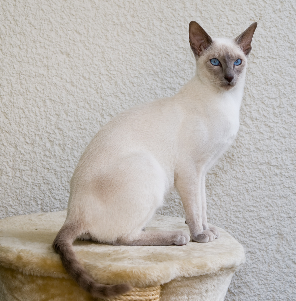 Сиамски котки