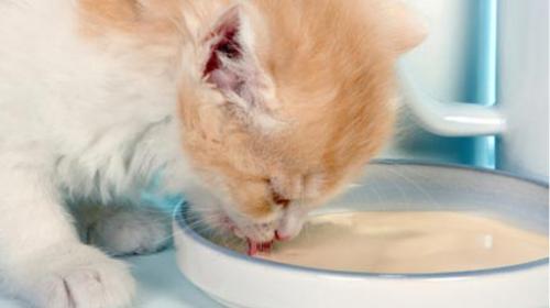 Отбиване на котенца от котка