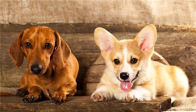 Welsh Corgi се разбира добре с други домашни любимци, ако има такива