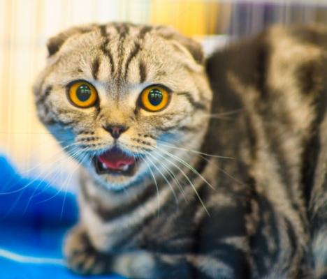 Пристъпи на епилепсия и спазми при котки - симптоми и лечение