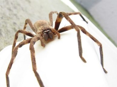„Spider