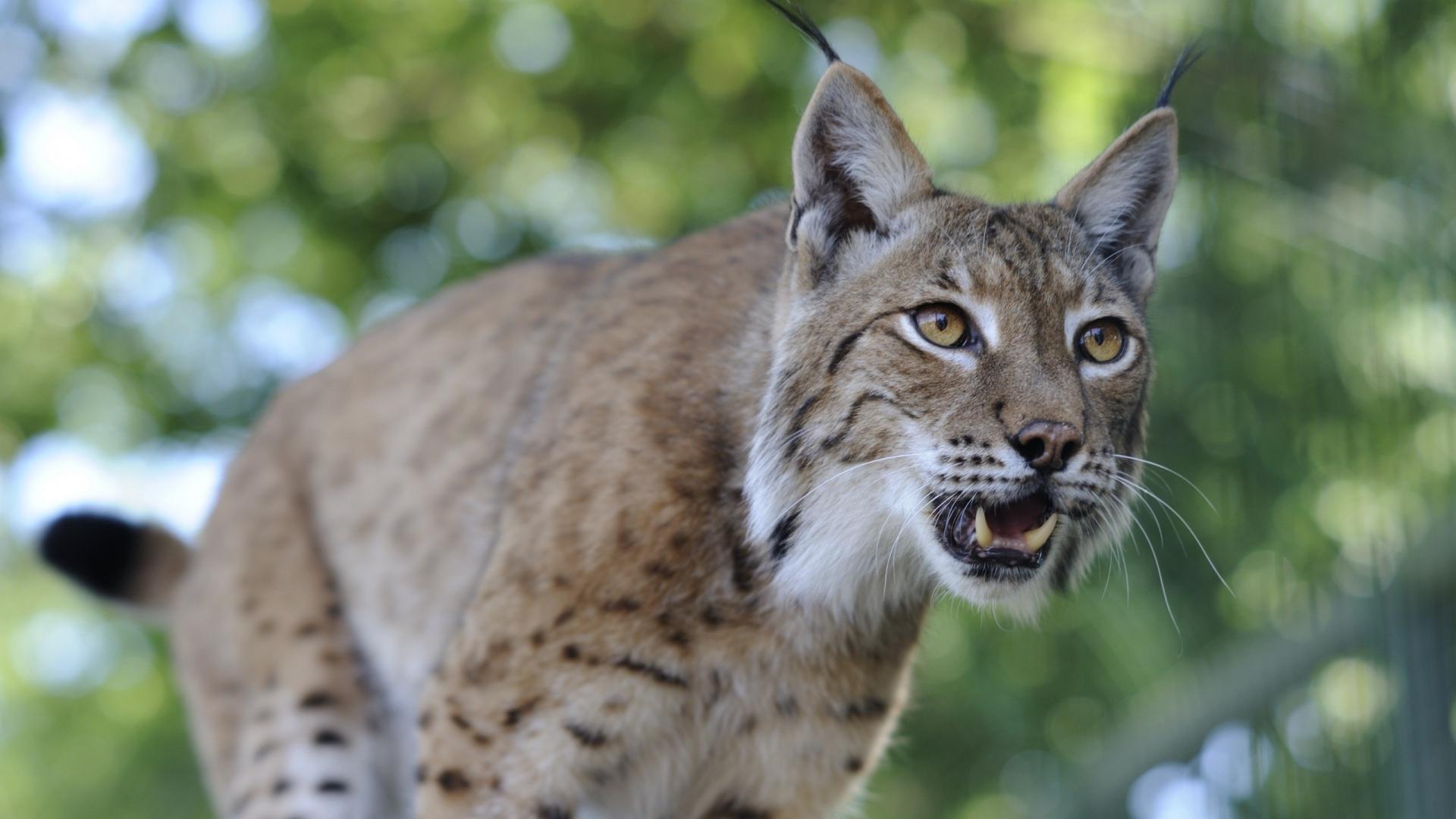 „Lynx