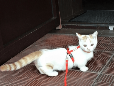 котка Манчикин ходи в сбруя