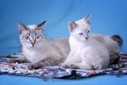 Mekong Bobtail - котка с коте