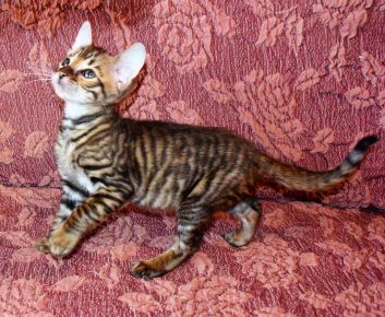 Коте от породата Тойгер