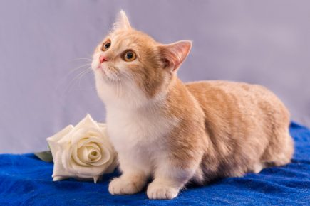 Munchkin - котка с крак