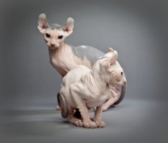 Елф котки