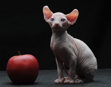 Котешки елф и ябълката