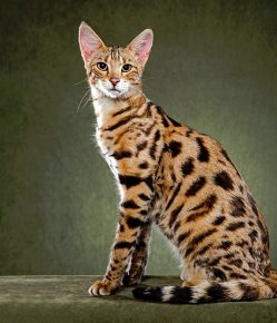 Саванова котка