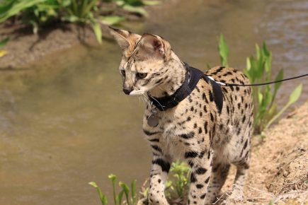 Саванна котка на разходка на каишка