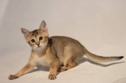 Коте Chausie